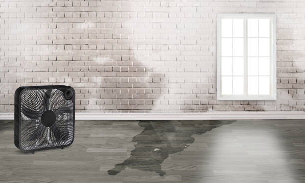 Best Professional water damage repair  in Shadeland, IN