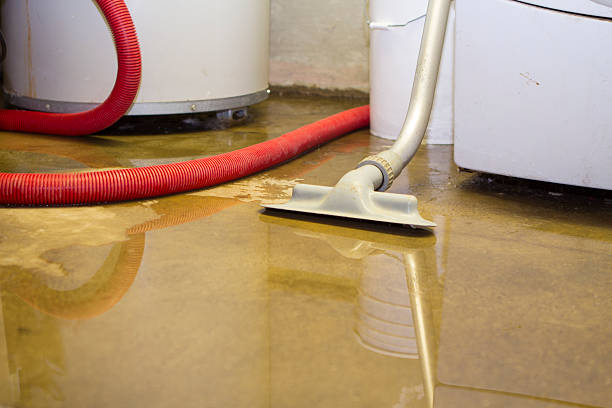 Best Mold removal after water damage  in Shadeland, IN